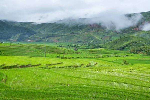 Terrasses de riz en saison des pluies à Tule — Photo