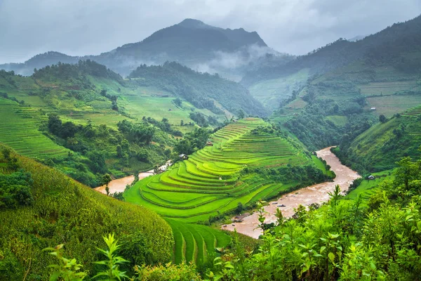 Mu cang chai içinde yeşil pirinç tarlaları teraslı,