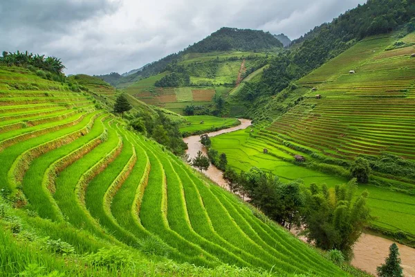 Champs de riz vert en terrasses à Mu cang chai , — Photo
