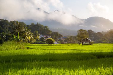 Teraslı Paddy alan Mea La Noi City yüksek dağlarda