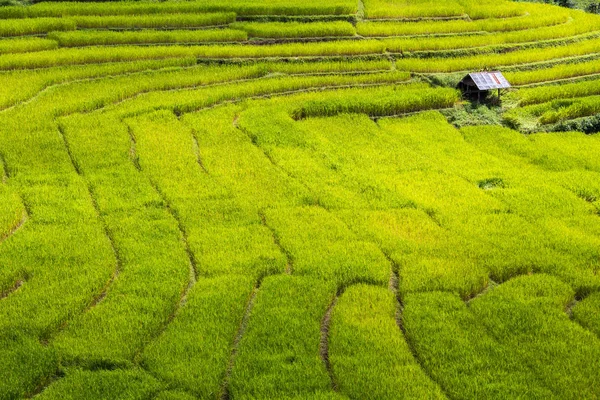 Tarasowe pola ryżowego w wysokich górach Mea La Noi City — Zdjęcie stockowe