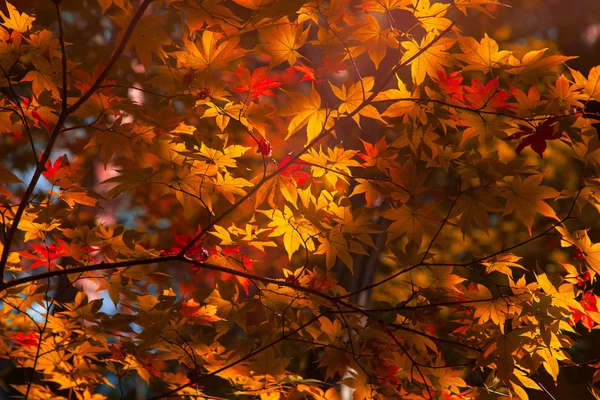 Colorful maple leaf background in autumn — Stock Photo, Image