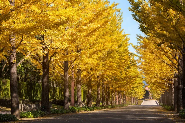 ginkgo ağacı ile güzel bir sarı renk