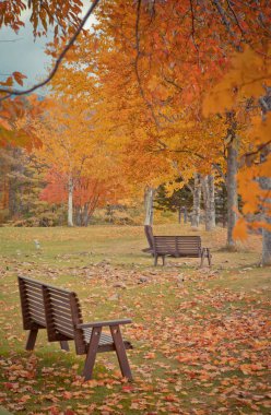 Renkli sonbahar yaprak Japonya