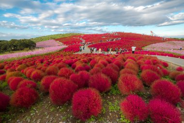 Beautiful kochias hill in autumn season at Hitachi seaside park  clipart