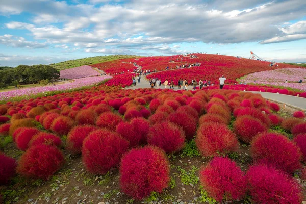 Wunderschöner Kochias-Hügel in der Herbstsaison im Hitachi-Park am Meer — Stockfoto