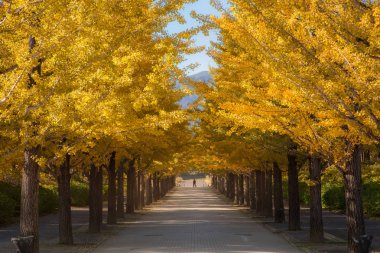 ginkgo ağacı ile güzel bir sarı renk
