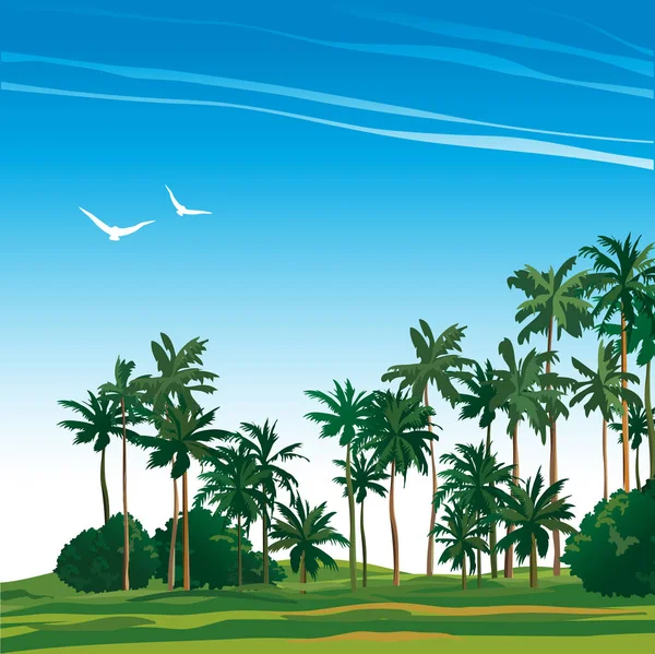 A natureza das palmeiras do Sul no dia ensolarado — Vetor de Stock
