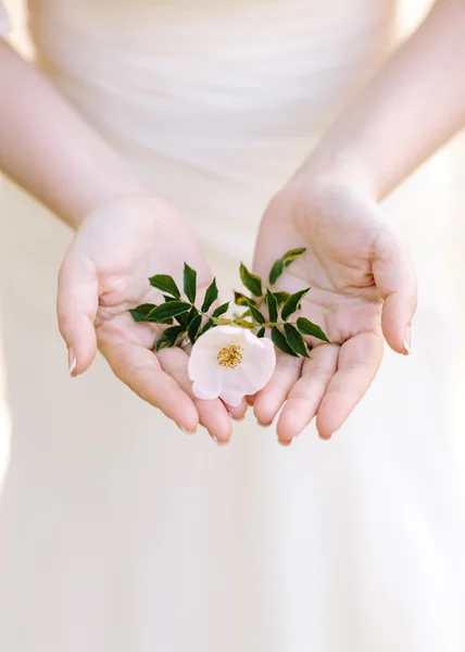 Hermosas manos delicadas de una chica con flores blancas en sus manos . — Foto de Stock