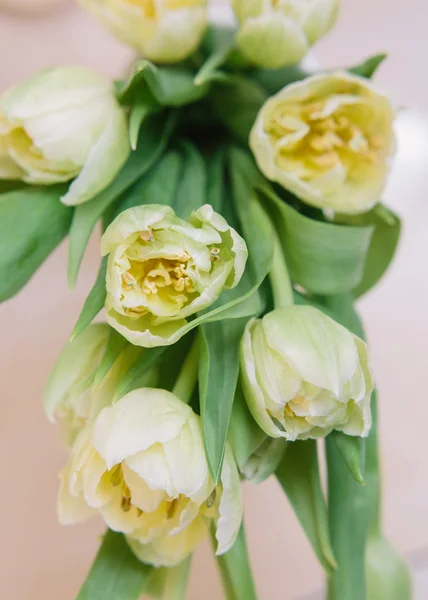 spring flowers. bouquet of tulips