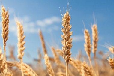 buğday alan. hasat. içinde hasat. Olgun