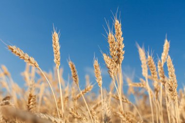 buğday alan. hasat. içinde hasat. Olgun