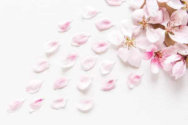 Nahaufnahme von oben mit hellen und weichen Sakura-Blütenblättern auf weißem Hintergrund. Konzept Liebe. flache Lage. — Stockfoto