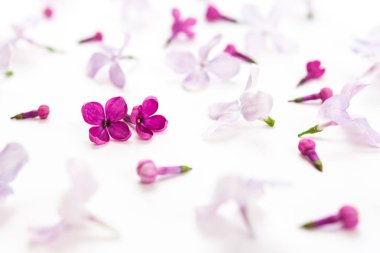 Beyaz arka plan Mor bahar Eflatun çiçekler ile dolu. Tazelik ve beautifulness kavramı. DOF Lila çiçek.