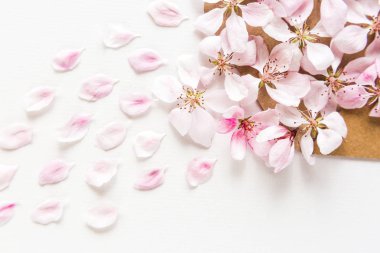 sakura beyaz arka plan üzerinde hafif ve yumuşak yaprakları kapatın. Aşk kavramı. bahar hissi.