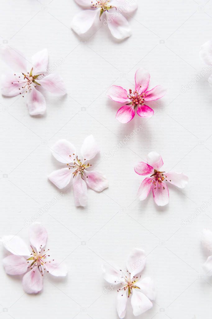 close up of light and soft sacura flowers pattern on white background. Concept of love. feeling of spring. Dof on sacura flower. top view. Flat lay.