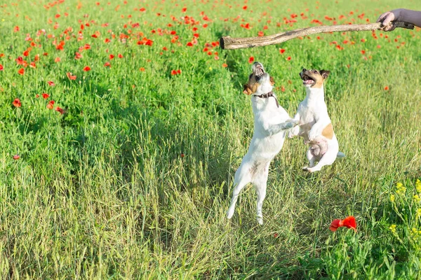 Nature, spring, flowers and pets concept - two dogs playing on a field of red poppies, jumping up a stick in the hand of man, the Jack Russell Terrier is a funny small terrier dog, Mylo.