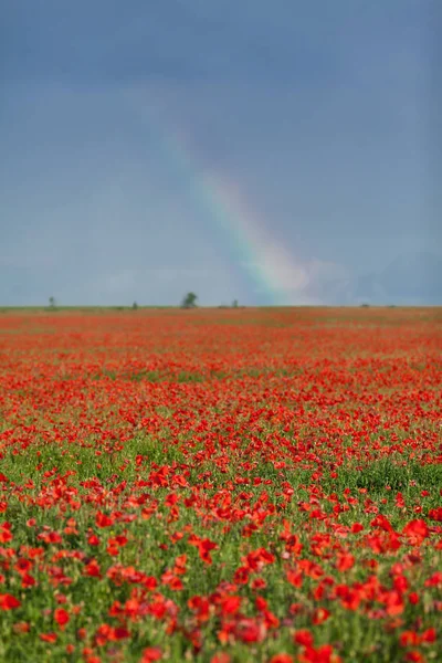 Nature, spring, blooming flowers concept - beautiful spring landscape with large field of red poppies and rainbow background - empty space for text