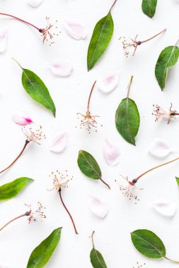 sacura yaprakları ve beyaz arka plan desen çiçekler. Düz yatıyordu. Üstten Görünüm. Bahar, tazelik ve güzellik kavramı.