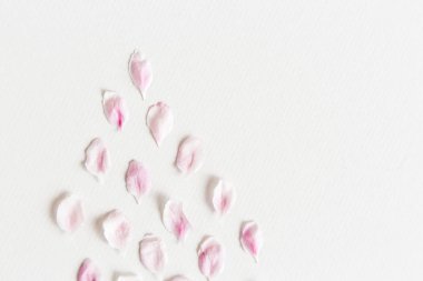 hafif ve yumuşak sacura yaprakları üstten görünüm beyaz zemin üzerine kapatın. Aşk kavramı. bahar hissi.