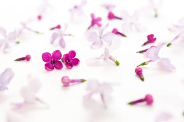 Üstten Görünüm sacura çiçeklerle doldurma beyaz arka plan üzerinde. Aşk kavramı. Merhaba bahar desen anahtar. DOF sacura çiçek.