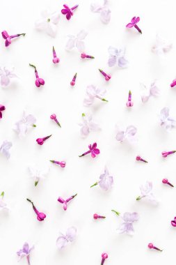 Beyaz arka plan Mor bahar Eflatun çiçekler ile dolu. Tazelik ve beautifulness kavramı. Düz yatıyordu. Üstten Görünüm.