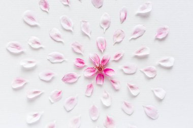 Beyaz arka planda duran Sacura çiçeklerinin yuvarlak desenli üst görünümü. Aşk ve bahar kavramı. Sakura çiçekli Dof..