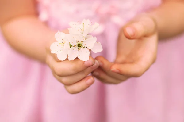 Las manos de la muchacha y la flor primaveral se acercan. fondo de primavera . — Foto de Stock