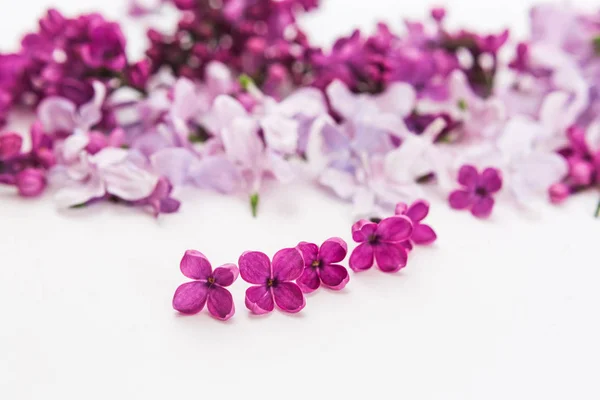 Separate blossoming purple spring lilac flowers laying in the foreground on white background. Flat lay. Concept of freshness and beautifulness. DOF on lilac flower. — Stock Photo, Image
