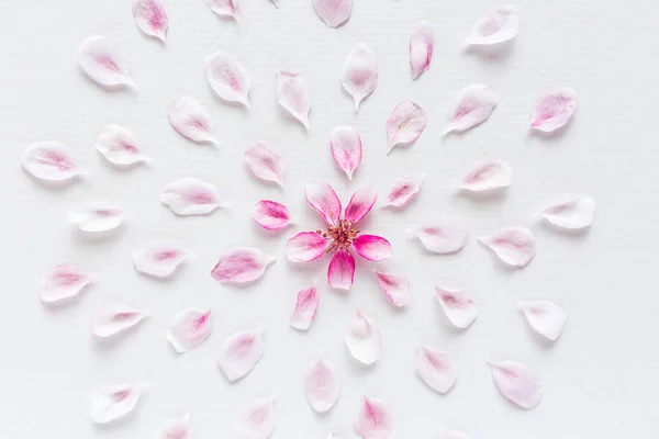 Draufsicht auf rundem Muster von Sacura-Blumen auf weißem Hintergrund. Konzept von Liebe und Frühling. Dof auf Sacura-Blumen. — Stockfoto