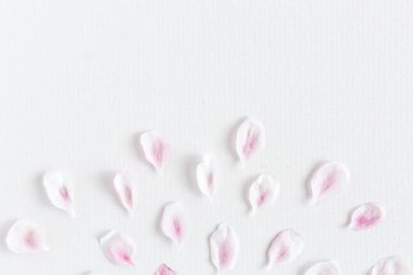 sakura hafif ve yumuşak yaprakları üstten görünüm beyaz zemin üzerine kapatın. Aşk kavramı. bahar hissi.