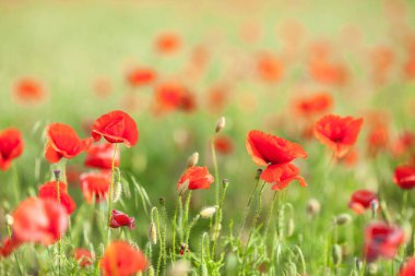 Tarım alanı arka plan - metin için boş yer üzerinde doğa, tarım kavramı - tarım haşhaş kırmızı çiçek haşhaş çiçekleri yakın çekim.
