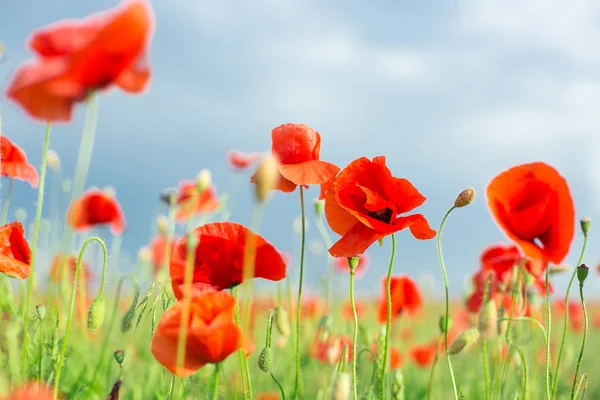 Nature, spring, blooming flowers concept - close-up on flowering poppies in the field, a sunny spring day with blue sky and clouds background - empty space for text.