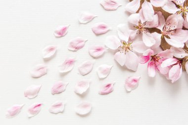 sakura hafif ve yumuşak yaprakları üstten görünüm beyaz zemin üzerine kapatın. Aşk kavramı. bahar hissi. Düz yatıyordu.