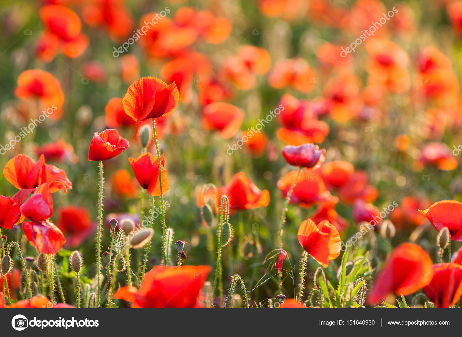 Poppy farming, nature, agriculture concept - industrial farming of poppy flowers - close-up on flowers and stems of the red poppy field - empty space for text. Stock Photo by 151640930