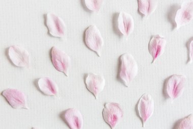 hafif ve yumuşak yaprakları sakura desen üstten görünüm beyaz zemin üzerine kapatın. Aşk kavramı. bahar hissi.