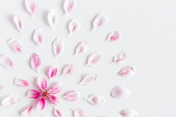 Vista superior sobre patrón redondo de flores de sacura colocadas sobre fondo blanco. Concepto de amor y primavera. Dof en flores de sacura. Puesta plana . — Foto de Stock