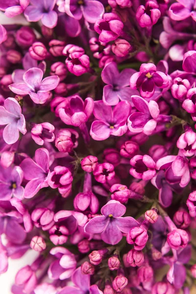 Background filled with close up beautiful pirple lilac flowers. top view. flat lay. Concept of love, proposal, congratulation and spring. — Stock Photo, Image