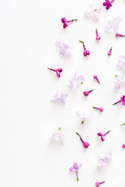 Beyaz arka plan üzerinde bir buçuk leylak çiçeklerle dolu. Tazelik ve beautifulness kavramı. Düz yatıyordu. Üstten Görünüm.
