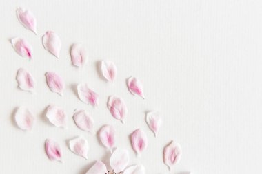 sakura hafif ve yumuşak yaprakları üstten görünüm beyaz zemin üzerine kapatın. Aşk kavramı. bahar hissi.