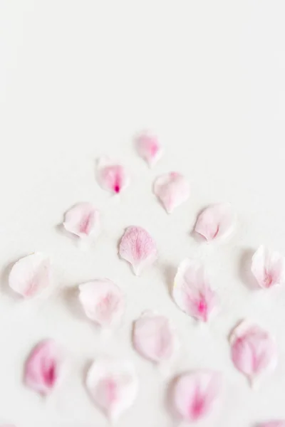 光和软 sacura 花瓣白色背景上的特写。爱的概念。春天的感觉. — 图库照片