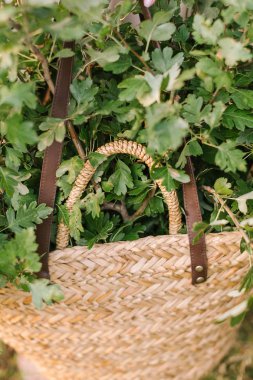 doğa, countrylife, ekoloji, çevre, Bahar, hafta sonları kavramı - yaz hasır çanta deri kayış taze yeşil meşe dalları tam ile