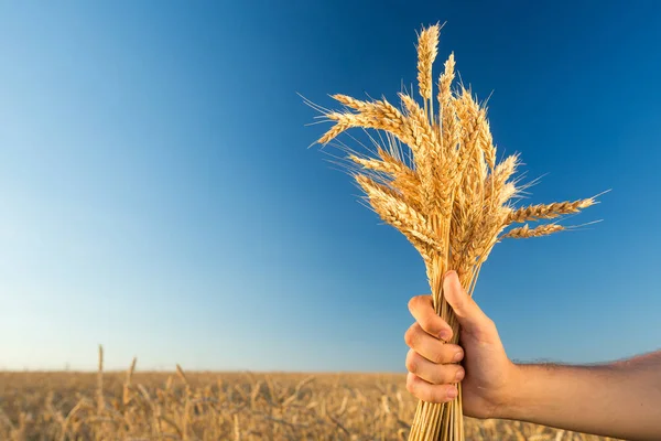 the male hand holding the ripened gold cones of wheat on blue sky and wheat field background.