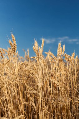 Mavi gökyüzü arka plan üzerinde olgunlaşmış altın buğday karşı alan.