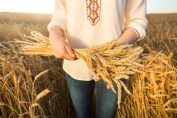 the woman in a national white shirt holds in hand the ripened wheat ears on a gold field background.