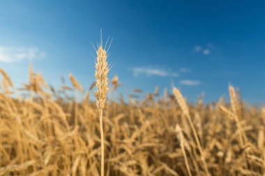 Tarım, hava durumu, corp kavramı. birkaç beyaz bulutlar ile mavi gökyüzü altında güneş ışığı alan arka planı mellow arpa bir altın saman odakta yıkanmış