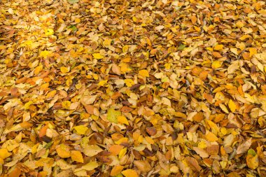 Doğa, sezon, Güz konsepti. harika arka plan için metin halı sarı, turuncu ve kahverengi ölü yaprakları bu sonbahar gelişi ile aşağı düşmüş