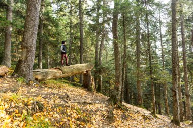 doğa, orman koruma, çevre kavramı. onun güçlü kardeşler ve adam giyen sonbahar kıyafetleri arasında zemin üzerinde kırık ağaç gövde yalan gibi kazanan bu gövde üzerinde duruyor