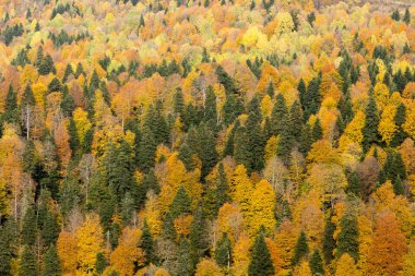 doğa rezerv, yaban hayatı, ülke kavramı. karışık orman, ağaç, Parke ve iğne yapraklılar farklı türde oluşur, bunların tümünün birlikte büyüyen ve sonbaharda harika görünümü oluşturan