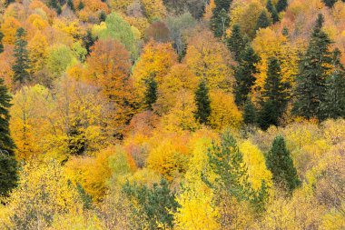 çevre, arka plan, peyzaj kavramı. karışık ormanda turuncu ve pembe ve aynı zamanda açık ve koyu yeşil, kahverengi ve gri gibi kırmızı ve sarı renkler her tonu var